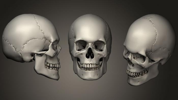 Anatomy of skeletons and skulls (ANTM_0932) 3D model for CNC machine